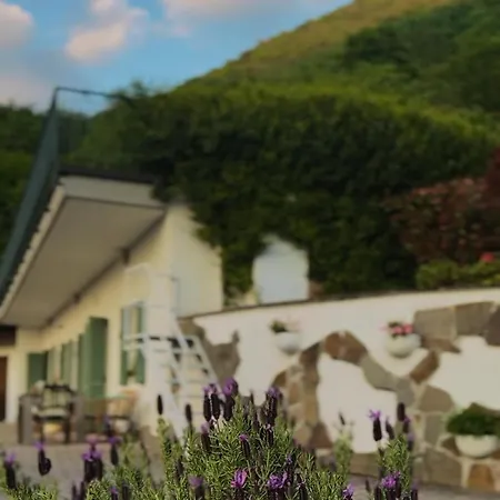 Roof Garden *